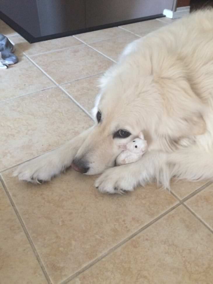 Heart Melting Photos of Pets & Their Favorite Toys, dog