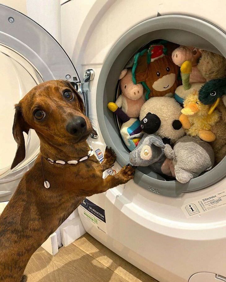 Heart Melting Photos of Pets & Their Favorite Toys, laundry