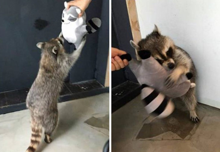 Heart Melting Photos of Pets & Their Favorite Toys, raccoon gets new toy