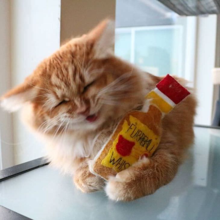 Heart Melting Photos of Pets & Their Favorite To, cat with bottle plushy