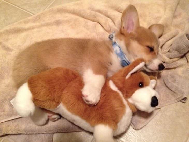 Heart Melting Photos of Pets & Their Favorite Toys, corgi napping with toy