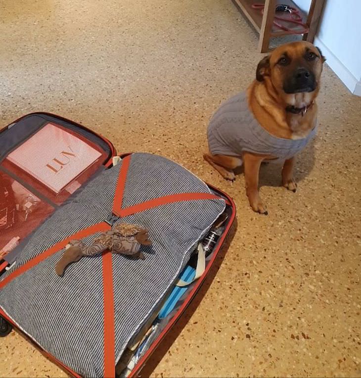 Heart Melting Photos of Pets & Their Favorite Toys, dog and suitcase