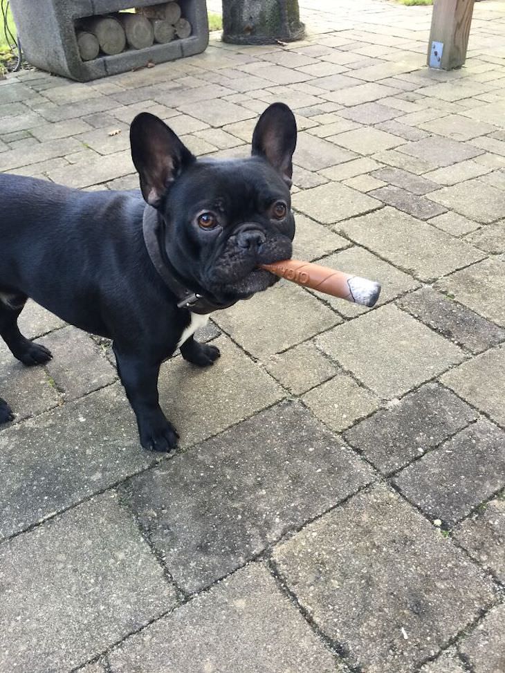 Heart Melting Photos of Pets & Their Favorite Toys, dog with toy cigar