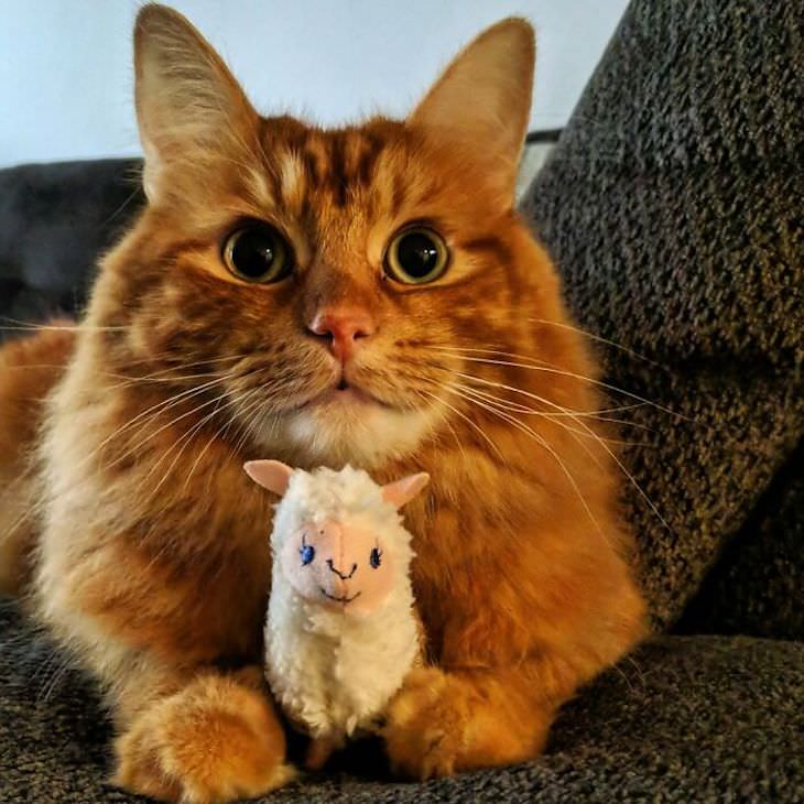 Heart Melting Photos of Pets & Their Favorite Toys, cat with alpaca toy