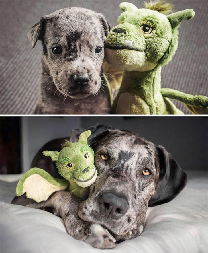 Heart Melting Photos of Pets & Their Favorite Toys, puppy vs full grown dog