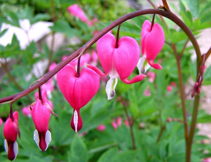 Beautiful and colorful flowers for all seasons that grow and bloom in shade and are shade-tolerant, Bleeding-Hearts