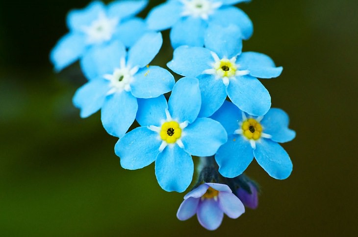 Beautiful and colorful flowers for all seasons that grow and bloom in shade and are shade-tolerant, Forget-Me-Nots