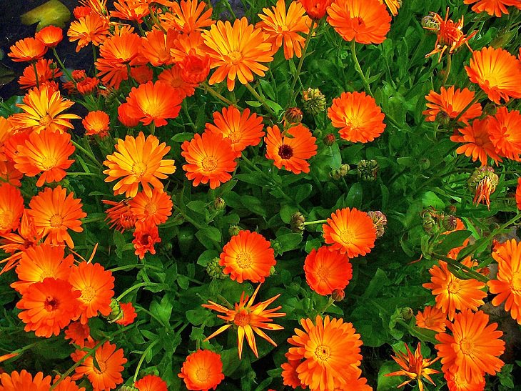 Beautiful and colorful flowers for all seasons that grow and bloom in shade and are shade-tolerant, calendula