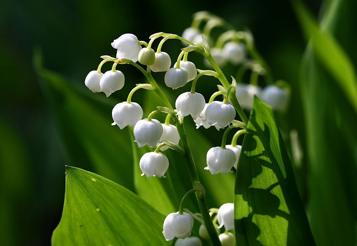 Beautiful and colorful flowers for all seasons that grow and bloom in shade and are shade-tolerant, Lily-of-the-valley