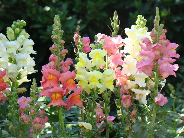 Beautiful and colorful flowers for all seasons that grow and bloom in shade and are shade-tolerant, Snapdragons