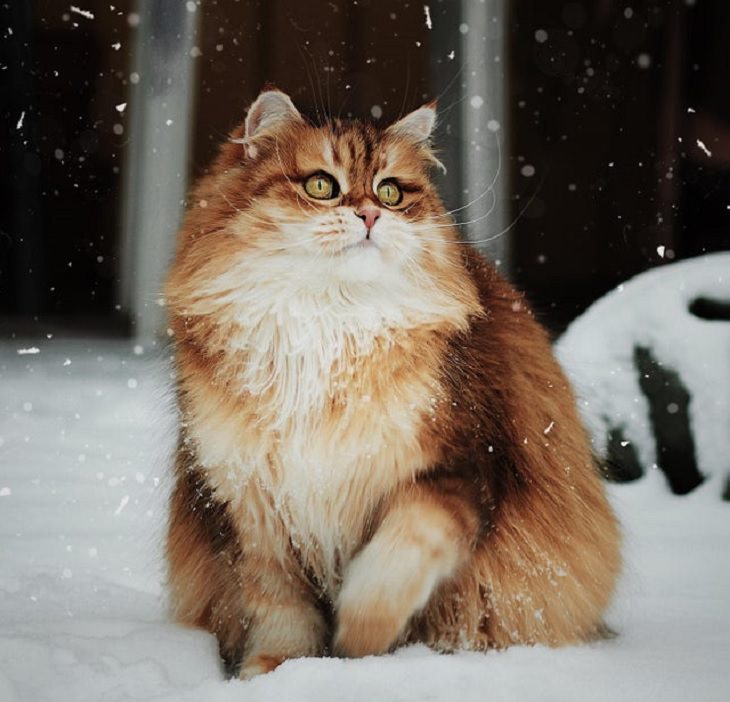 Photographs of supermodel cats in front of the camera, Orange and white chubby cat sitting in the snow
