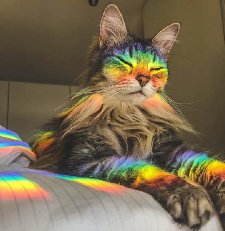 Photographs of supermodel cats in front of the camera, Cat sitting with reflection of a rainbow on its face and body