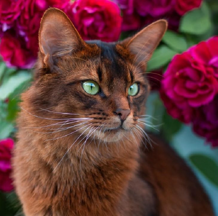 Photographs of supermodel cats in front of the camera, Red cat with green eyes