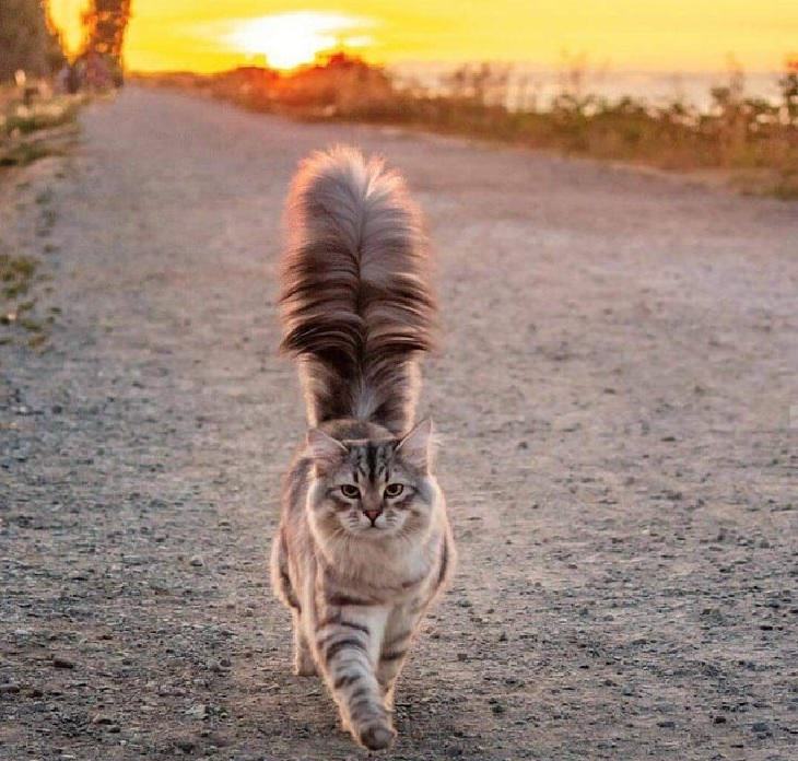 Photographs of supermodel cats in front of the camera, White and grey Siberian cat walking with a sunset in the back