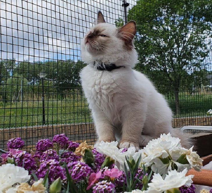 Photographs of supermodel cats in front of the camera, White and grey cat sitting on flowers