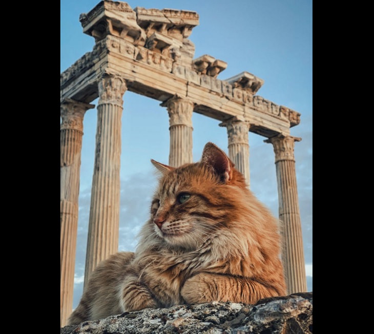 Photographs of supermodel cats in front of the camera, Fluffy orange cat sitting in front of the ruins of a temple of Apollo