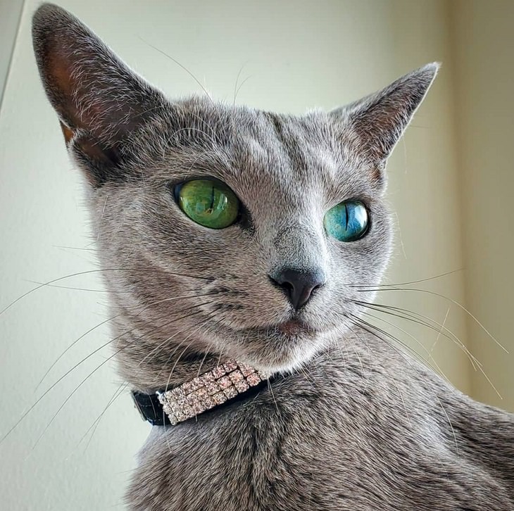Photographs of supermodel cats in front of the camera, Grey cat with one blue and one green eye
