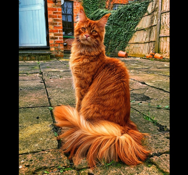 Photographs of supermodel cats in front of the camera, Red cat with long tail