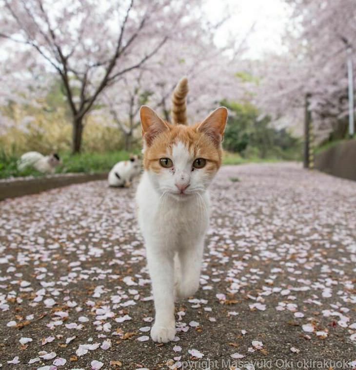 Gatos de rua em Tóquio