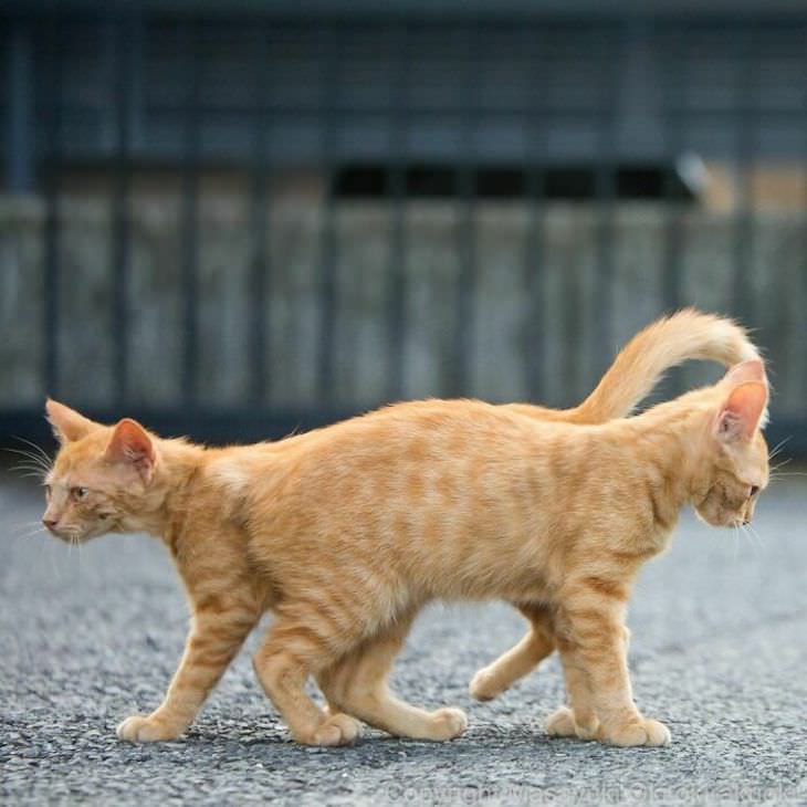 Gatos de rua em Tóquio