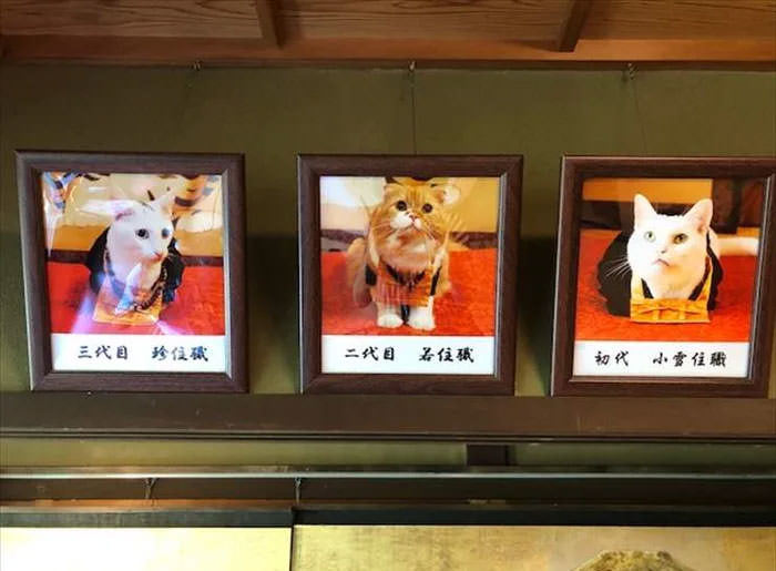 Santuário de gatos no Japão