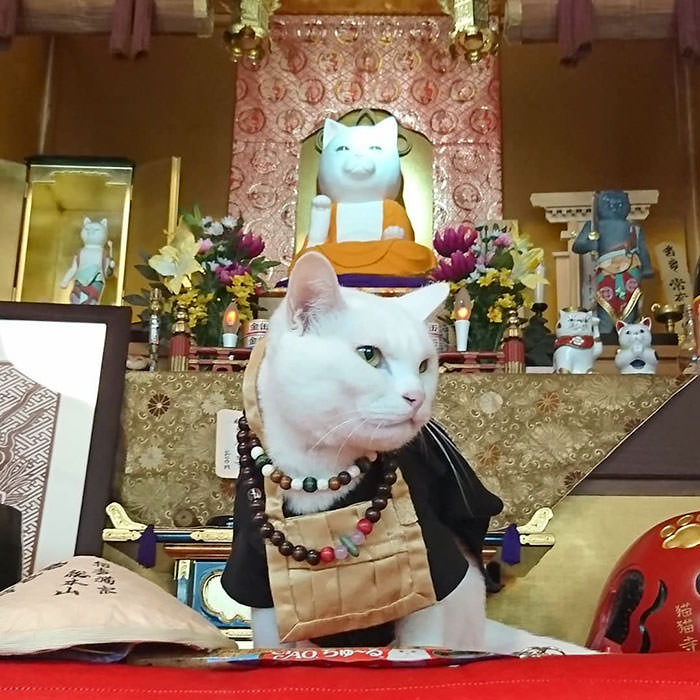 Santuário de gatos no Japão