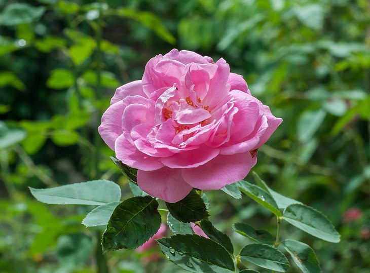 Rosa Centifolia, “Rosa da Provença” ou "Rosa Repolho”