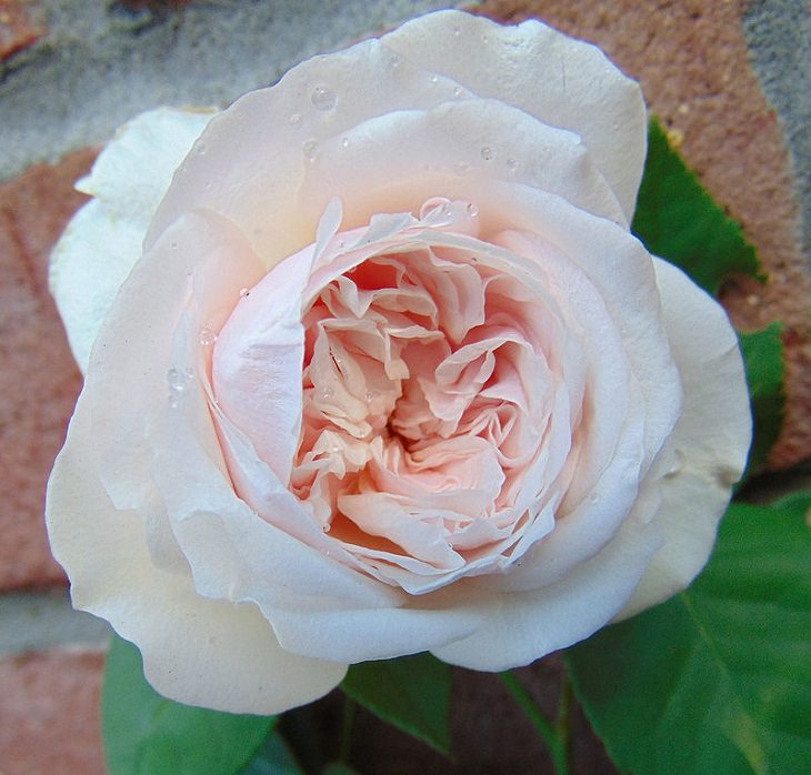 Rosa "Lembrança de Malmaison" ou “Rosa de Bourbon”