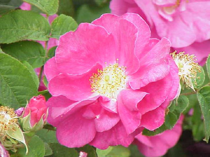 Rosa Gallica Officinalis, “Rosa Vermelha de Lancaster”