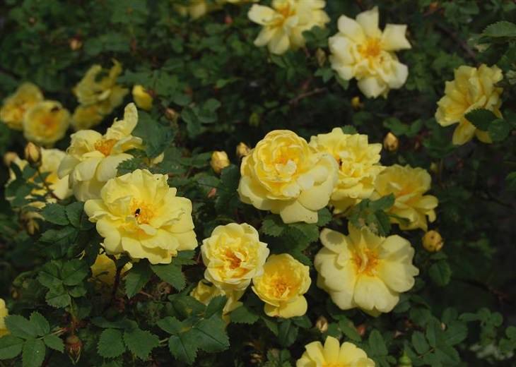 “Rosa do Oregon” ou “Rosa Amarela doTexas”