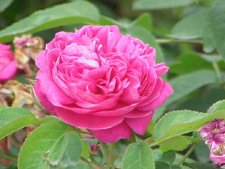 Rosa Damascena, “Rosa de Damasco”