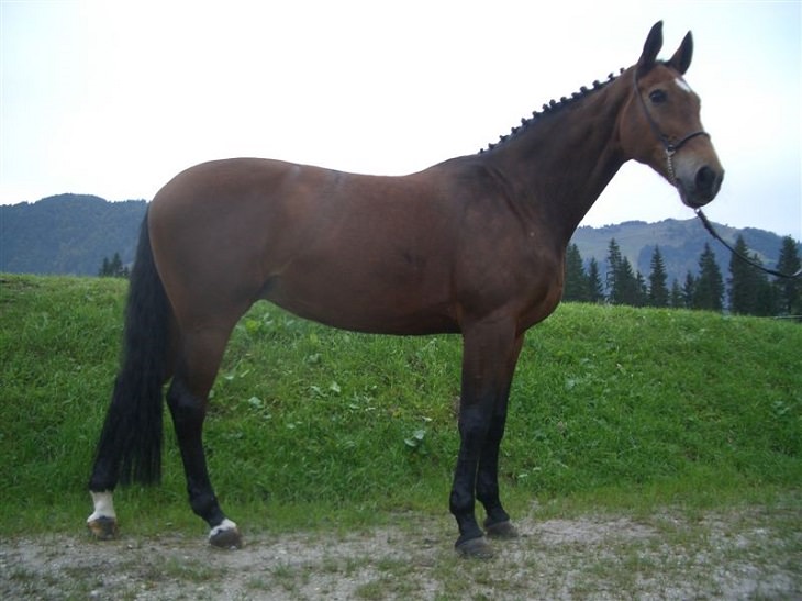 O Warmblood da Baviera, um cavalo esportivo de sangue quente da região do mesmo nome