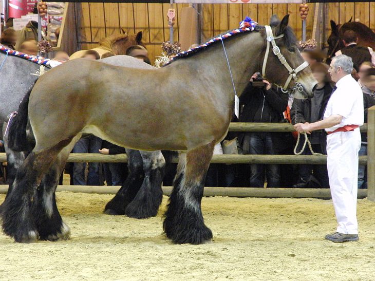 O Trait du Nord, um cavalo de tração pesada criado no oeste da Bélgica e no nordeste da França​