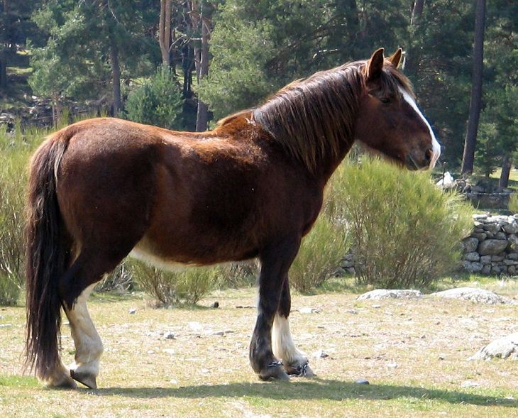 Hispano-Bretón, um cavalo em perigo de extinção na Espanha​