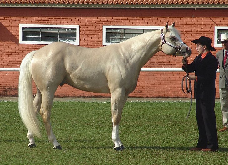 Quarter Horse, uma raça americana de cavalos, excelente para corridas curtas que podem superar a maioria das outras raças 