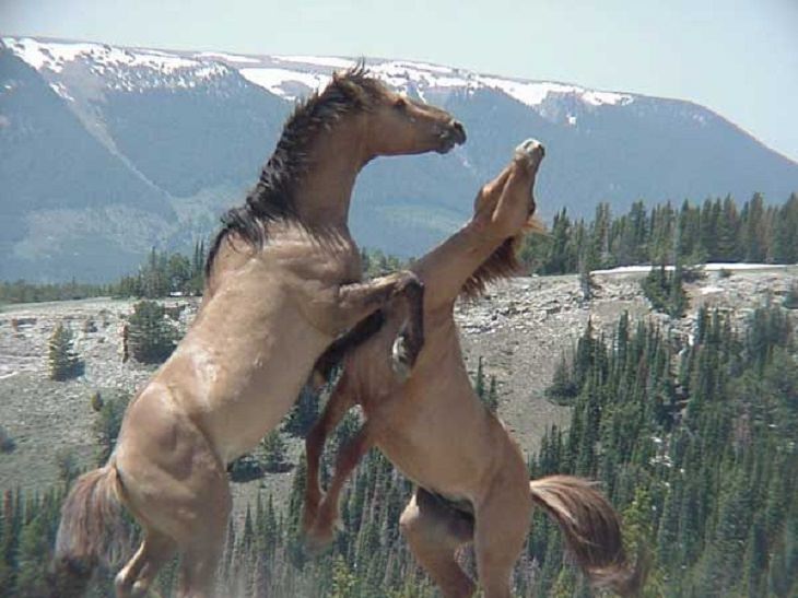 O mustang Pryor Mountain, um descendente dos cavalos coloniais espanhóis importados e pertencente à unica tropa de mustangs remanescente em Montana