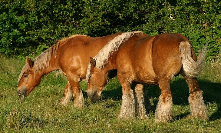 Cavalo da Jutlândia, um cavalo de tração da península da Jutlândia, na Polônia​