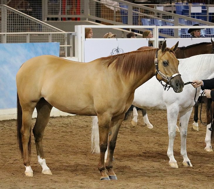 O Quarab, um cavalo americano criado com o Quarter Horse (No. 3), o Paint Horse (No. 4 e o cavalo Árabe