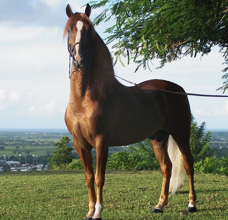 Paso Fino, um cavalo leve e de porte natural importado da Espanha​