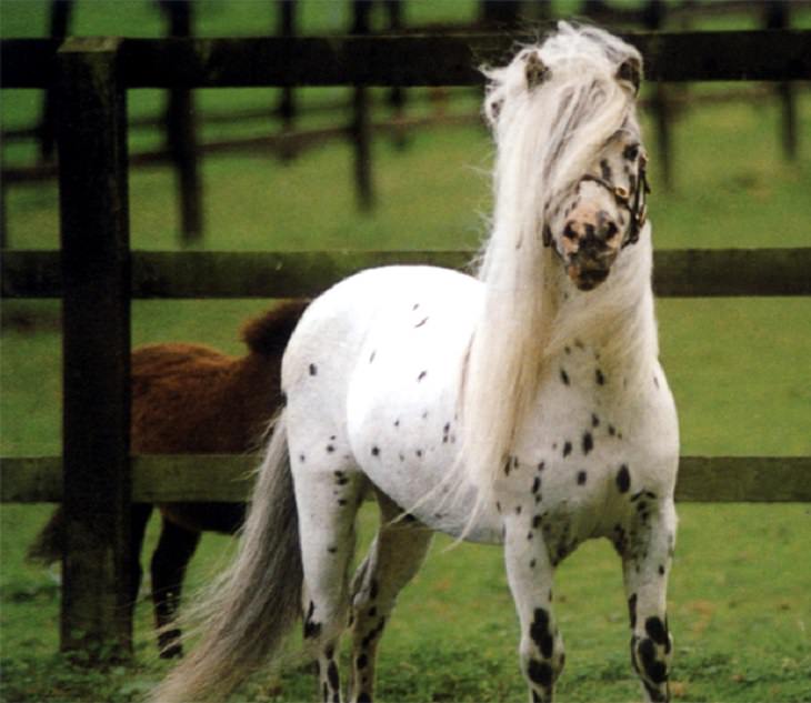 O Falabella, um cavalo em miniatura da América do Sul e uma das menores raças do mundo