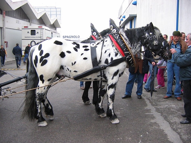 O cavalo Noriker, um cavalo de tração moderadamente pesada da Áustria