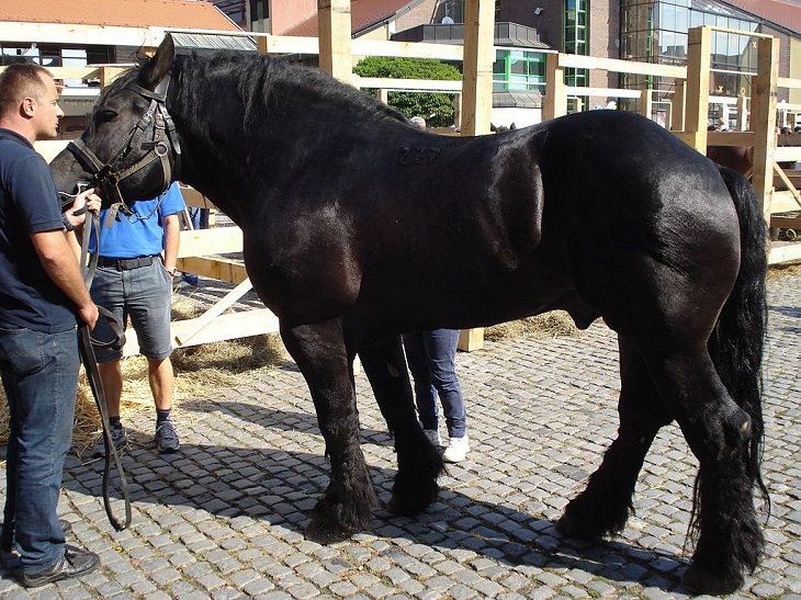 O cavalo Međimurje, uma raça domesticada de peso médio da Croácia