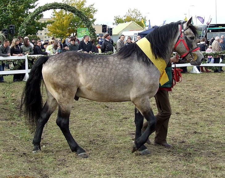 O Žemaitukas, um cavalo de guerra histórico da Lituânia