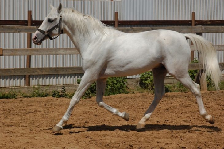 O Tersk ou Tersky, um cavalo árabe leve de corrida, da Rússia