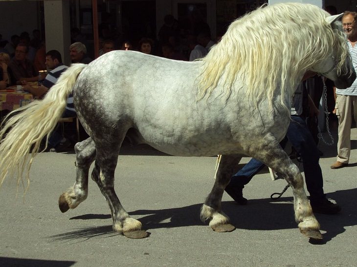 O sangue frio croata, um cavalo médio-pesado domesticado da Croácia