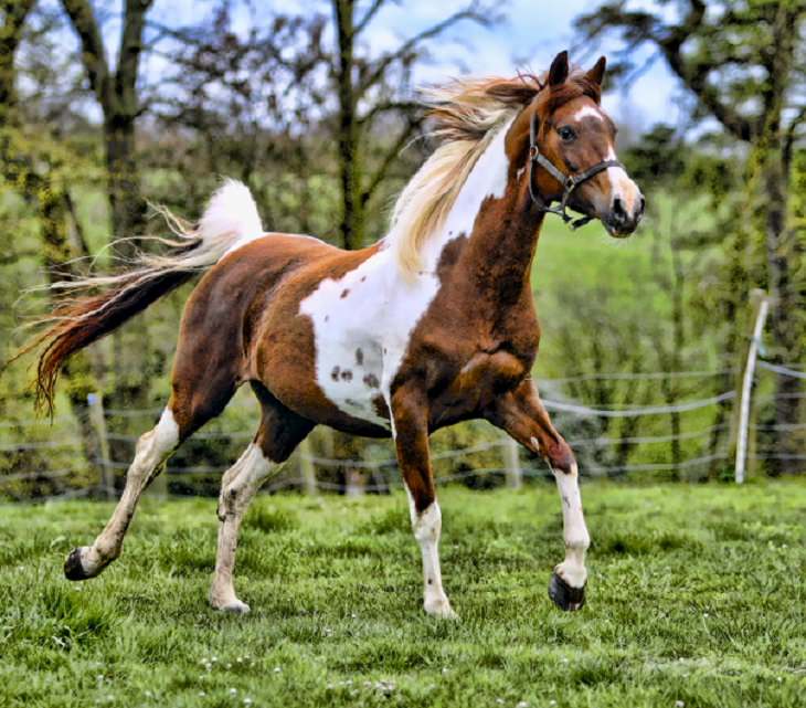 O cavalo Pintabiano, uma raça árabe-americana conhecida pelo padrão de cores tobiano de sua pelagem