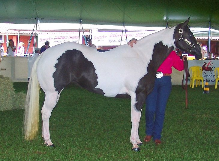 American Paint Horse, um cavalo ocidental conhecido por sua pelagem manchada