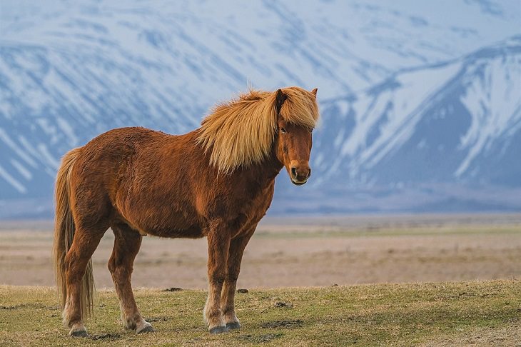 O Zaniskari ou Zanskari, um pequeno cavalo da montanha de Ladakh, em Jammu e Caxemira​