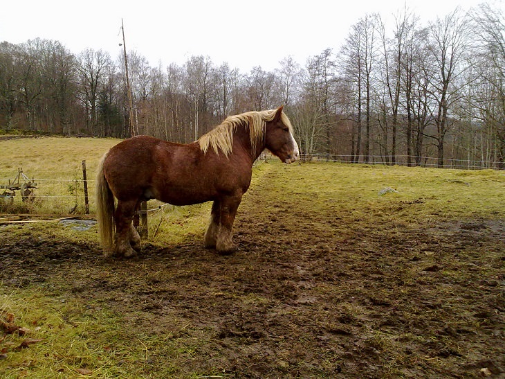 O cavalo Ardennes, um cavalo de tração de porte médio, da Suécia​