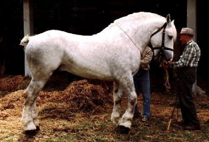 O Boulonnais, um cavalo de tração popular nos EUA e importado da França​